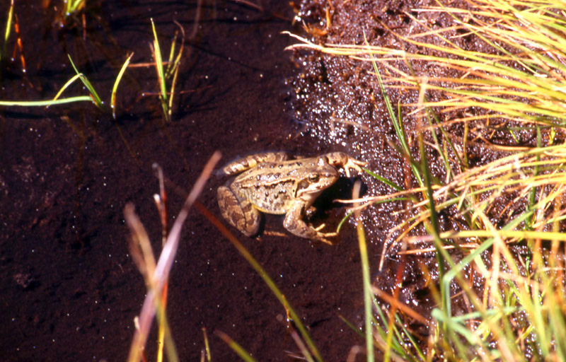 Rana temporaria e girino albino